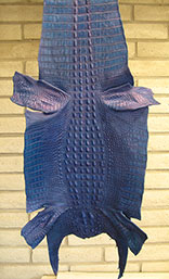 Grade #1 And Hand Dyed Harley Davidson Pacific Blue Pearl Hornback American Alligator Hide. 48cm. Width