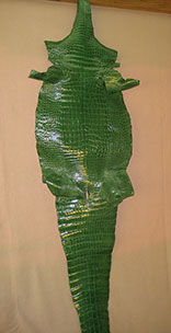 Grade #1 Classic Grass Green American Alligator Hide.  40 cm width