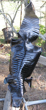 American Alligator (Classic Finish)