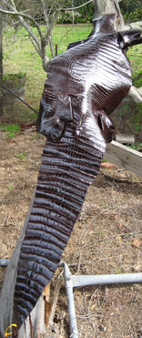 American Alligator Classic Finish (Chocolate)