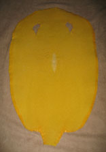 Yellow Stingray Skin